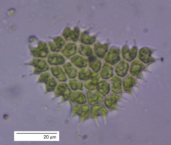 Pseudopediastrum