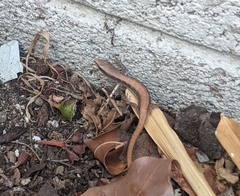 Elgaria multicarinata