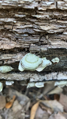 Trametes conchifer