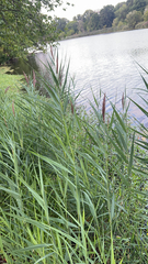 Phragmites australis