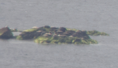 Phoca vitulina richardii