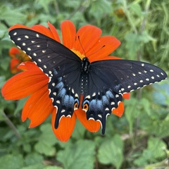 Papilio polyxenes asterius