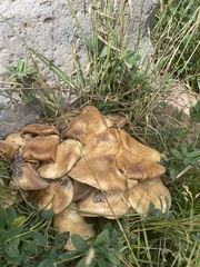 Lyophyllum