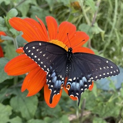 Papilio polyxenes asterius