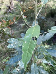 Astrotricha latifolia