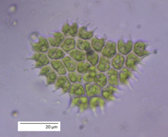 Pseudopediastrum