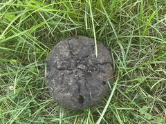 Calvatia
