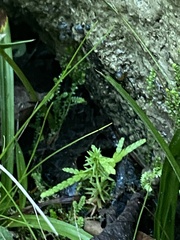 Selaginella apoda
