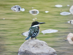 Chloroceryle americana