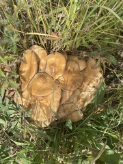 Lyophyllum