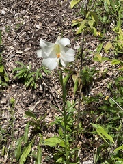 Lilium