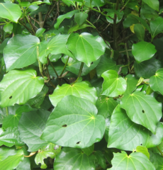 Piper excelsum excelsum