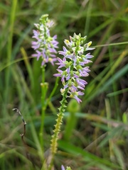 Polygala hookeri