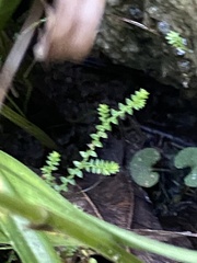 Selaginella apoda