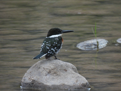 Chloroceryle americana