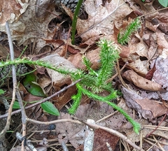 Lycopodium clavatum