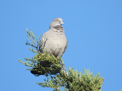 Patagioenas maculosa