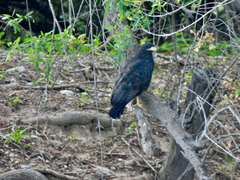 Buteogallus anthracinus