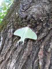 Actias luna