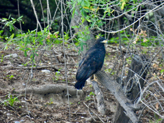 Buteogallus anthracinus