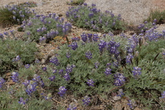 Lupinus lepidus