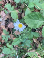 Leucanthemum vulgare