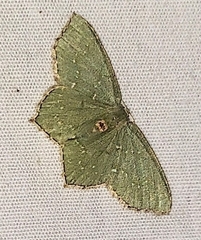 Chloropteryx tepperaria
