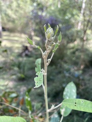 Astrotricha latifolia