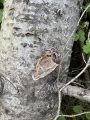 Auricularia auricula-judae