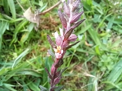Odontites vernus
