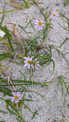 Coreopsis rosea
