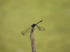 Dythemis nigrescens