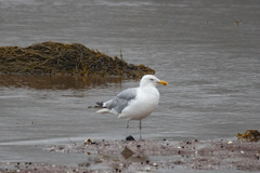 Larus argentatus