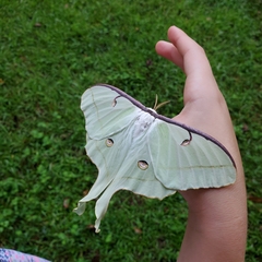 Actias luna