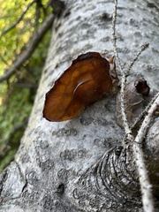 Auricularia auricula-judae