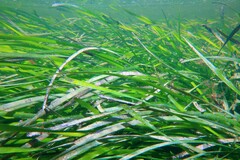 Posidonia