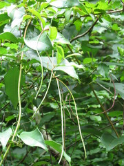 Thyrsanthella difformis