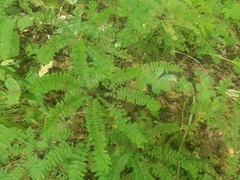 Adiantum pedatum