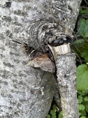 Auricularia auricula-judae