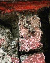 Hemidactylus platyurus