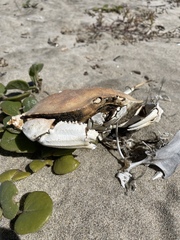 Metacarcinus magister