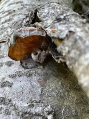 Auricularia auricula-judae