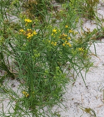 Euthamia caroliniana