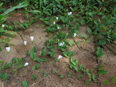 Stylisma humistrata