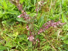 Odontites vernus