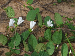 Stylisma humistrata