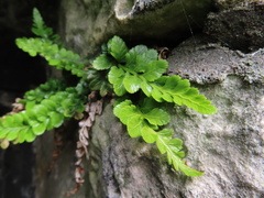 Asplenium marinum