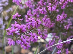 Ericaceae
