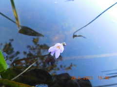 Utricularia purpurea