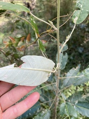 Astrotricha latifolia